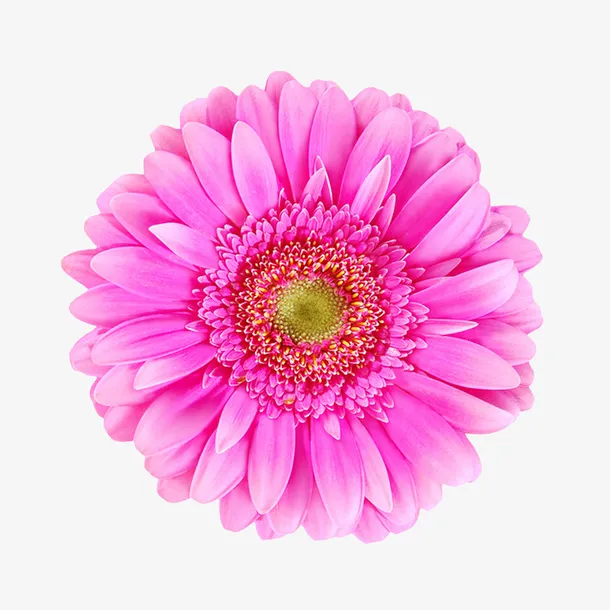 鲜花元素手绘花朵免抠