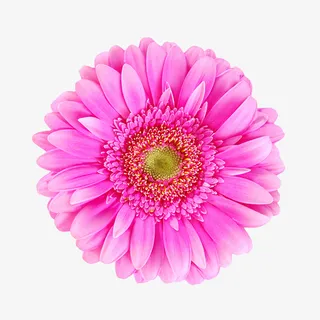 鲜花元素手绘花朵免抠