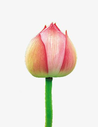 将要开放的莲花免抠