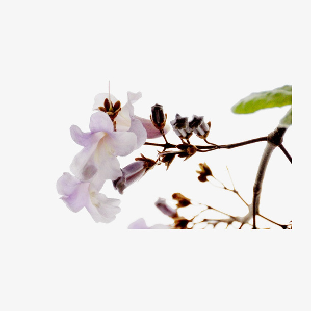 紫色梧桐花免抠
