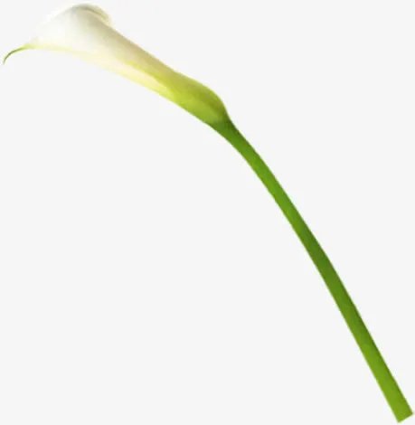 白色马蹄莲花朵植物免抠