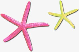 黄色粉色细长海星免抠