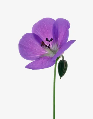 紫色天竺葵高清图片免抠