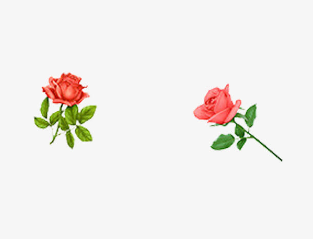 鲜花免抠