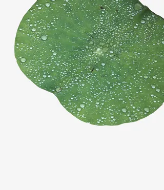 夏日荷叶水滴免抠