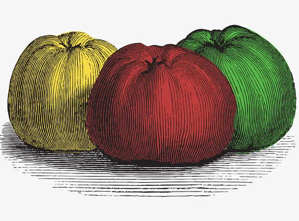 水彩线条水果免抠