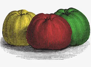 水彩线条水果免抠