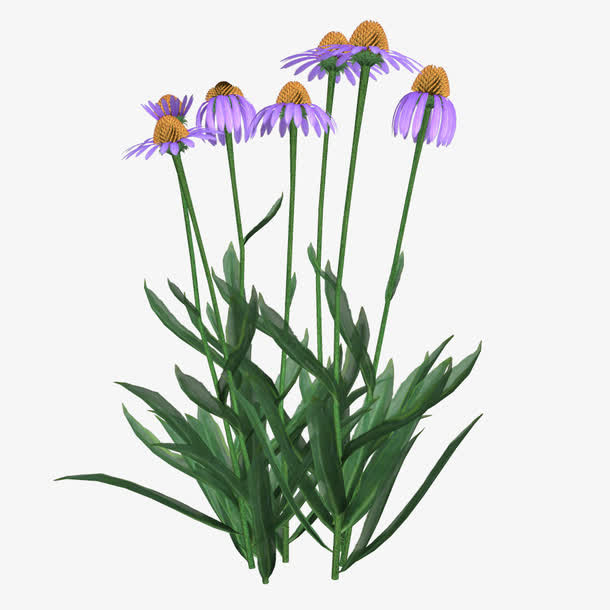 花卉背景素材唯美花草图片