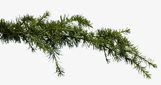 绿色的松树枝丫免抠