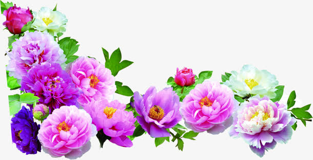 绿叶紫色盛开花朵免抠