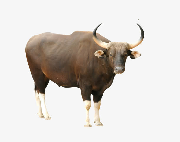 牛图片免抠