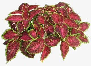 完整的紫苏叶免抠