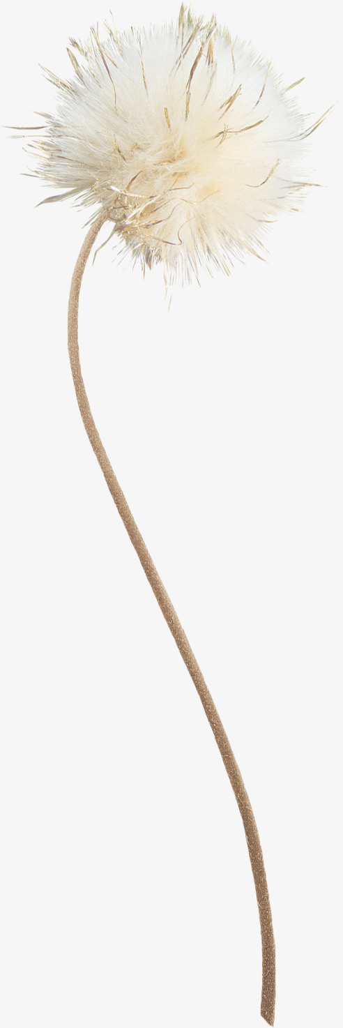 白色蒲公英免抠