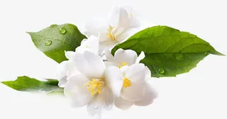 夏日海报白色花朵免抠