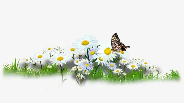 白色春季花朵装饰免抠