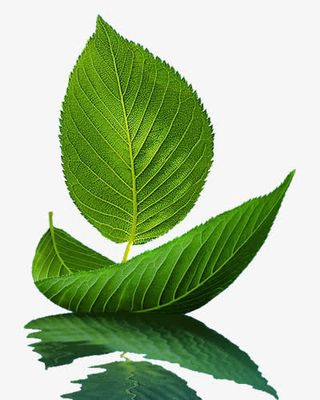 绿色小船叶子免抠