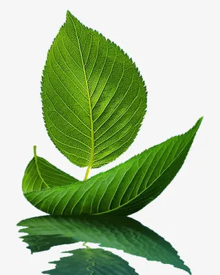 绿色小船叶子免抠