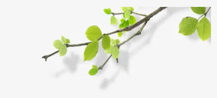 树叶树枝条免抠