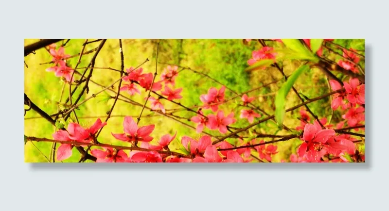 花草高清
