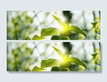 春天阳光下的植物背景高清