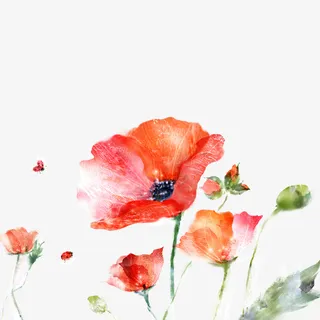 鲜艳的花瓣绘画图免抠