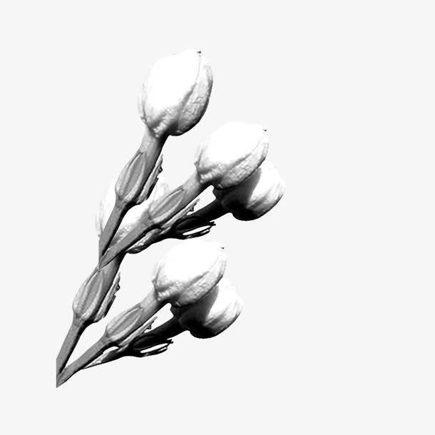 手绘茉莉花苞免抠