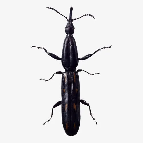 长甲虫素材免抠