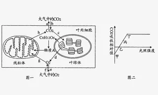 植物细胞中线粒体和叶绿体能量转免抠