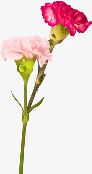 手绘卡通装饰花草装饰海报设计免抠