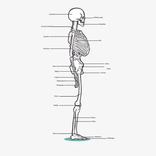 矢量人体骨架免抠