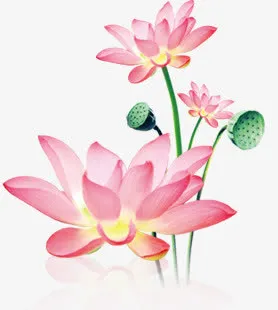 粉色梦幻莲花装饰植物免抠