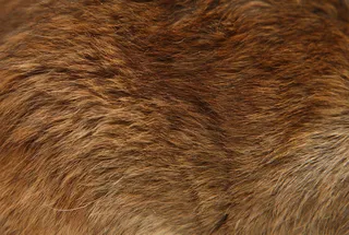 狮子毛皮摄影免抠