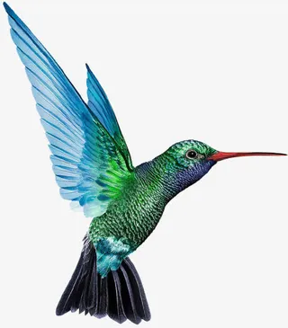 高清活动节日夏日海报鸟元素免抠