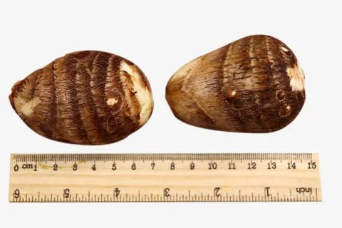 新鲜毛芋头全家福免抠