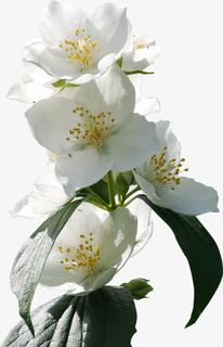 春天绿色白色樱花免抠