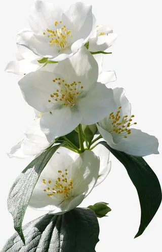 春天绿色白色樱花免抠