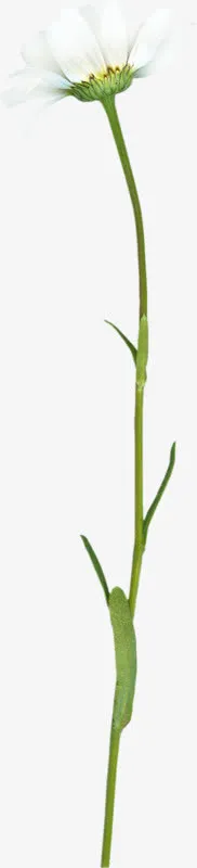 白色菊花免抠