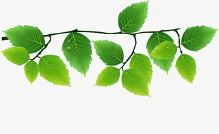 绿色清新树枝免抠