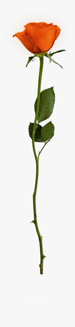 节日氛围情人节玫瑰花免抠