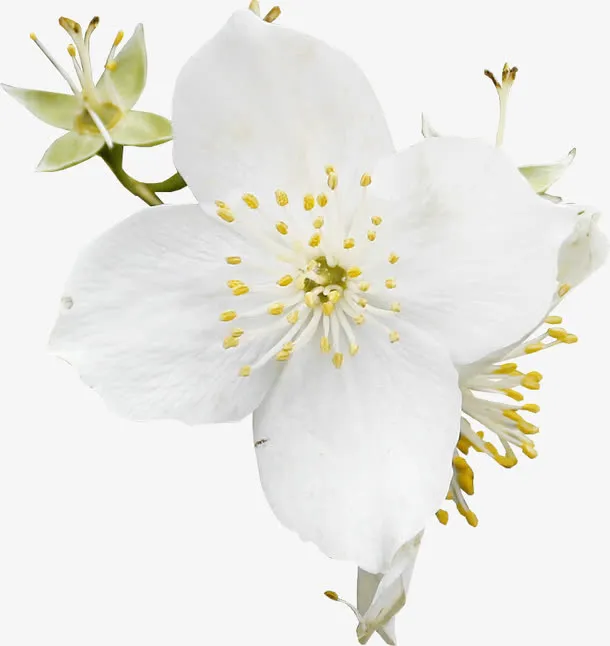 白色花朵免抠