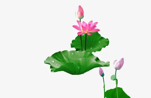 爱莲说荷花免抠