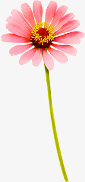 粉色手绘花朵美景春天免抠