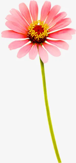 粉色手绘花朵美景春天免抠