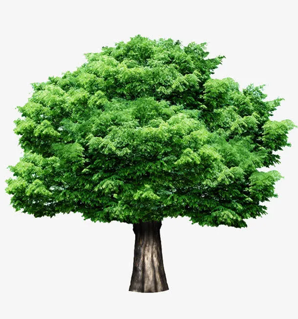参天大树免抠