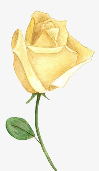 手绘黄色玫瑰免抠