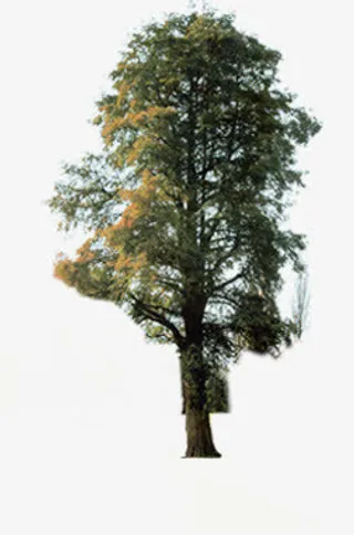 黄色公园大树春天装饰免抠