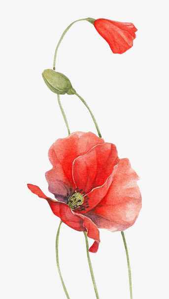 罂粟免抠