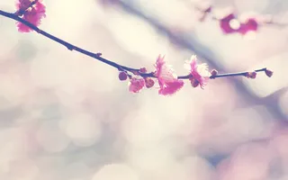 桃花背景图片矢量高清素材