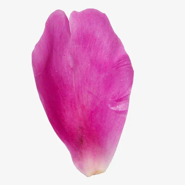 玫瑰花瓣免抠