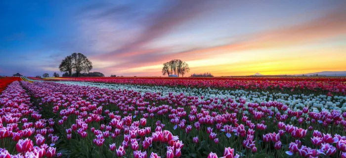 唯美花园海报背景高清